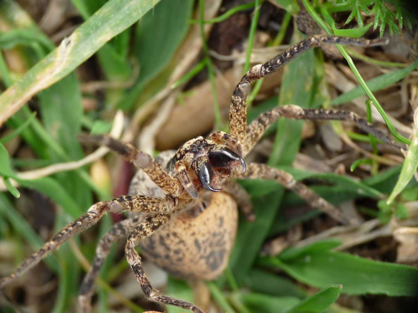 Zoropsis sp